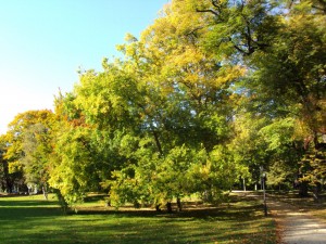 Baumgruppe in der Herbstsonne