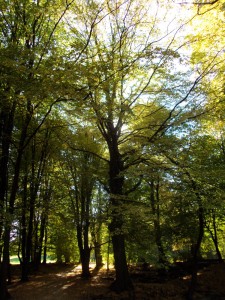 Herbstsonne, die durch die Baumkronen scheint