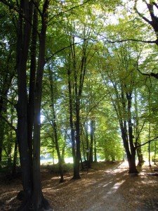 Herbstsonne, die durch die Baumkronen scheint