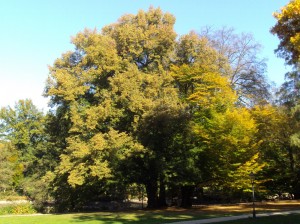 Baum im Kurpark am Schwanenteich