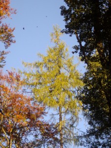 Baumkrone in der Herbstsonne