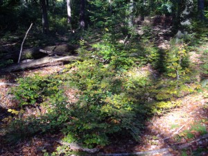 Waldboden in der Herbstsonne