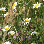 Wiesenblumen