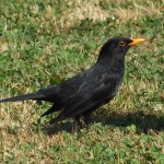 Amsel