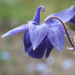 Blüte einer Akelei