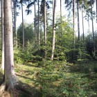 Wald-Panorama