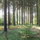 Hochwald in der Morgensonne