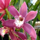 Orchideen-Ausstellung im Frankfurter Palmengarten