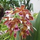 Orchideen-Ausstellung im Frankfurter Palmengarten