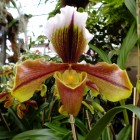 Orchideen-Ausstellung im Frankfurter Palmengarten
