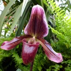 Orchideen-Ausstellung im Frankfurter Palmengarten