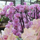 Orchideen-Ausstellung im Frankfurter Palmengarten