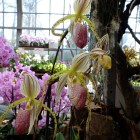 Orchideen-Ausstellung im Frankfurter Palmengarten