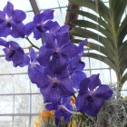 Orchideen-Ausstellung im Frankfurter Palmengarten