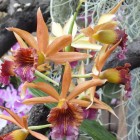 Orchideen-Ausstellung im Frankfurter Palmengarten
