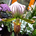 Orchideen-Ausstellung im Frankfurter Palmengarten