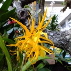 Orchideen-Ausstellung im Frankfurter Palmengarten