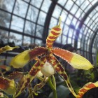 Orchideen-Ausstellung im Frankfurter Palmengarten