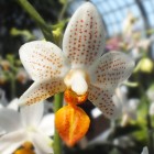 Orchideen-Ausstellung im Frankfurter Palmengarten