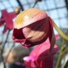 Orchideen-Ausstellung im Frankfurter Palmengarten