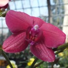 Orchideen-Ausstellung im Frankfurter Palmengarten