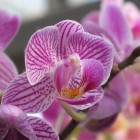 Orchideen-Ausstellung im Frankfurter Palmengarten