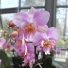 Orchideen-Ausstellung im Frankfurter Palmengarten