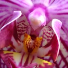 Orchideen-Ausstellung im Frankfurter Palmengarten