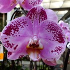 Orchideen-Ausstellung im Frankfurter Palmengarten