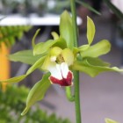 Orchideen-Ausstellung im Frankfurter Palmengarten