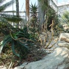 Palmengarten - Trockene Tropen