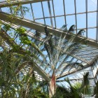 Palmengarten - Trockene Tropen