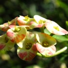 Palmengarten - Trockene Tropen