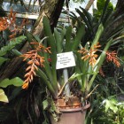 Tropicarium - Bromelienhaus