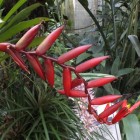 Tropicarium - Bromelienhaus