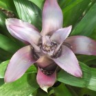 Tropicarium - Bromelienhaus