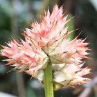 Tropicarium - Bromelienhaus