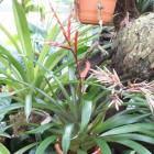 Tropicarium - Bromelienhaus