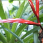 Tropicarium - Bromelienhaus