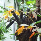 Tropicarium – Bromelienhaus