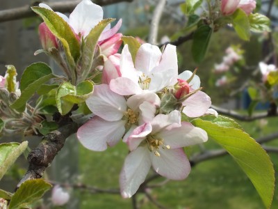 Obstblüte im Goethegarten