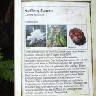 Tropicarium - Tieflandregenwald
