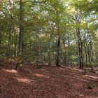 Ein Buchenwald im Herbst