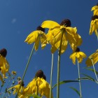 Blühende Steppenblumen im Frankfurter Palmengarten