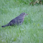 Der frühe Vogel...