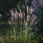 Gräser in der Herbstsonne