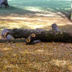 Gefällter Baum im Kurpark