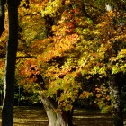 Ahorn im Herbstgewand