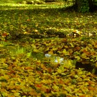 Bachlauf in Kurpark