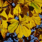 Kastanienlaub in der Herbstsonne